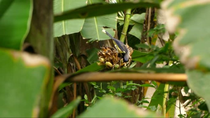 美丽的黑胸杰伊在飞走之前以热带植物为食