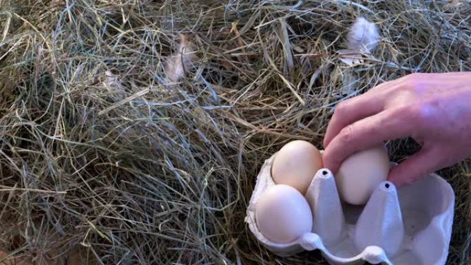 女人从巢中收集鸡蛋