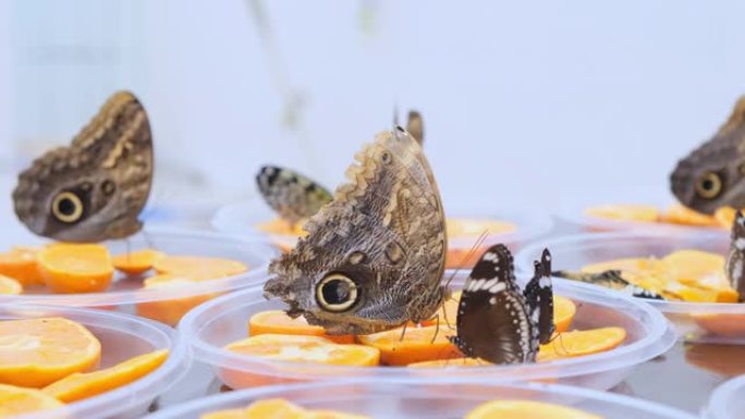棕色大蝴蝶在柑橘类水果上喝花蜜。橘子上的蝴蝶。特写