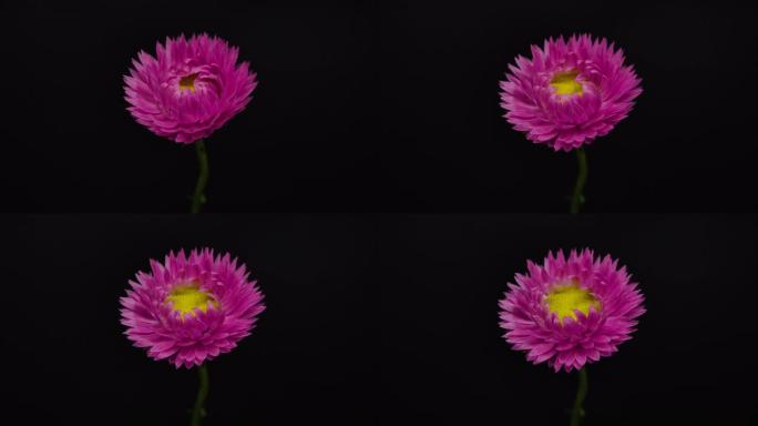 黑色背景下盛开的粉红色花朵的延时拍摄。