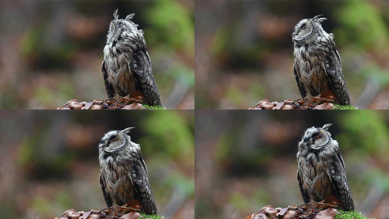 树林中的欧亚鹰鸮生物学生物研究大自然动物