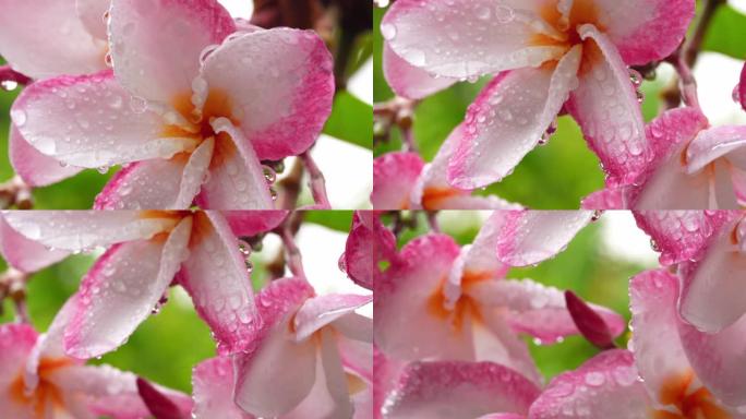 用雨滴关闭粉色鸡蛋花