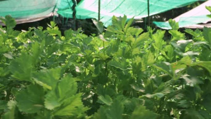 在阴凉下充分生长的户外蔬菜农场，位于东南亚地区，非化学种植，4k分辨率。农商市场绿叶向右移动准备收获