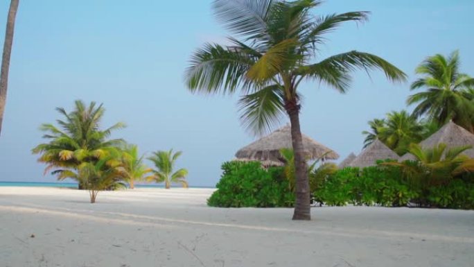 热带度假胜地白色沙滩上的棕榈树