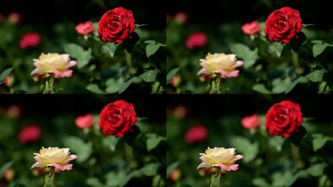 花园中的玫瑰，概念转移重点。