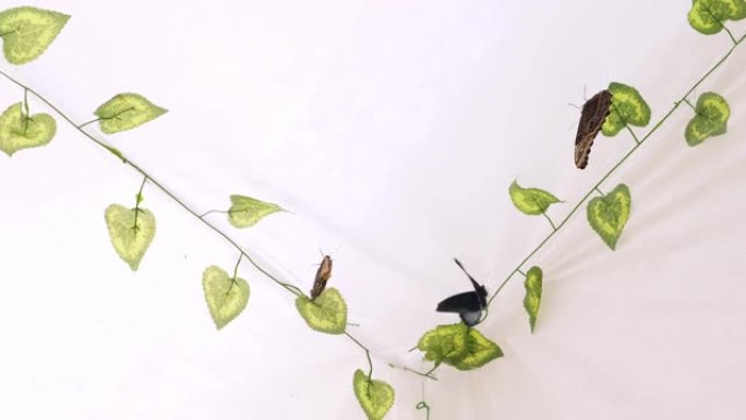 蝴蝶在白色背景上的人造花园中飞行。复制空间