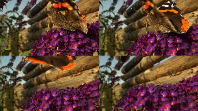 宏蝶坐在紫花上，然后飞出画框