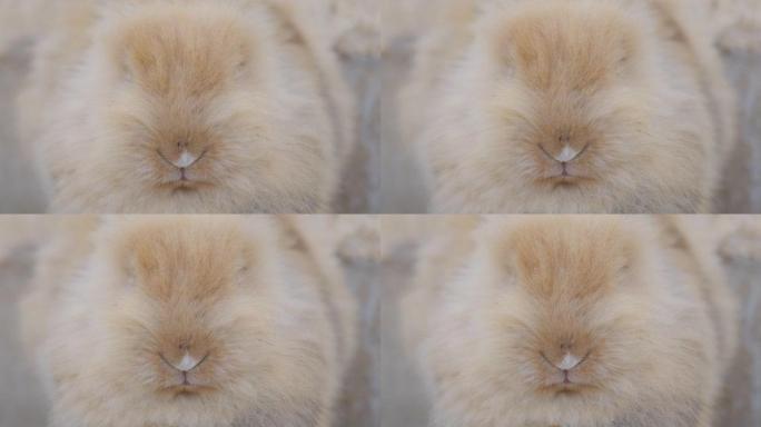 兔子鼻子嗅。棕色兔子嘴的特写