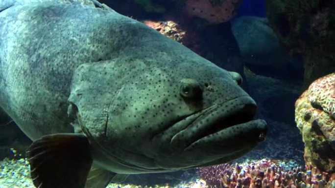 水族馆中的巨型或昆士兰石斑鱼。4K
