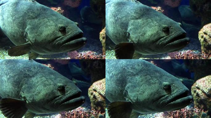 水族馆中的巨型或昆士兰石斑鱼。4K