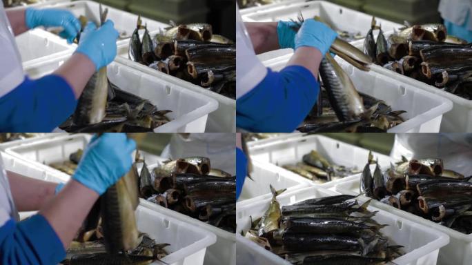 鱼串在串烧上抽烟。鱼类加工厂。冷热熏鱼。海鲜制造，养鱼场工厂，在食品工厂加工鱼