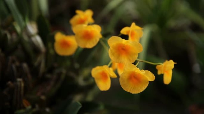 特写树冠林德莱伊steud兰花，明亮的黄色花束背景。