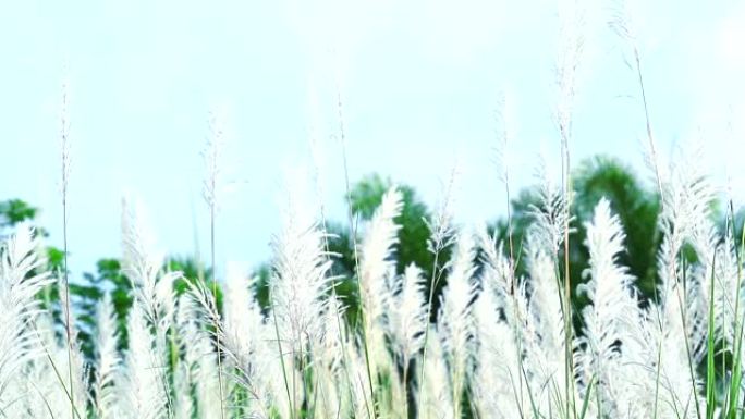 Saccharum spontaneum棕色草花在田野舞蹈和蓝天中跳舞