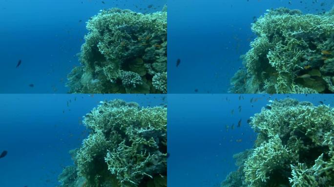 水下海洋热带生物。热带水下海鱼。海洋珊瑚礁上的水下鱼。热带彩色水下海景。珊瑚礁场景。珊瑚花园海景。