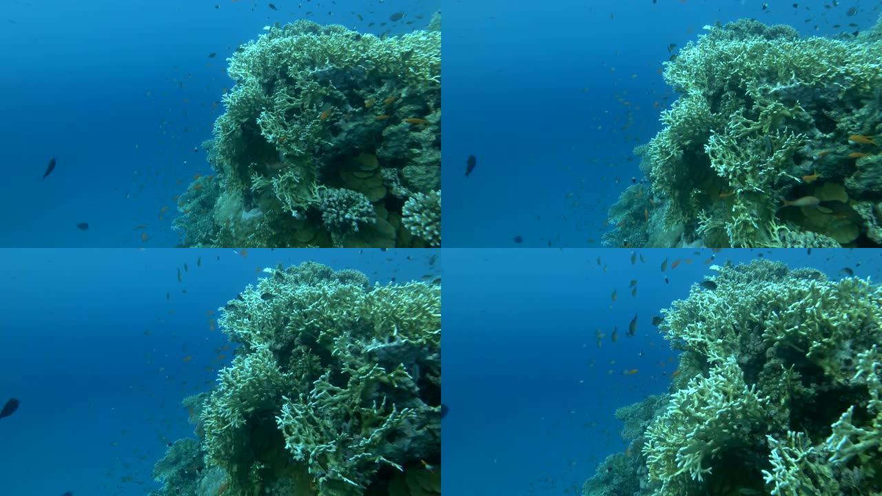水下海洋热带生物。热带水下海鱼。海洋珊瑚礁上的水下鱼。热带彩色水下海景。珊瑚礁场景。珊瑚花园海景。