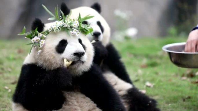 动物园的熊猫大熊猫进食大熊猫带头饰大熊猫