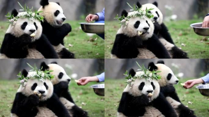 动物园的熊猫大熊猫进食大熊猫带头饰大熊猫