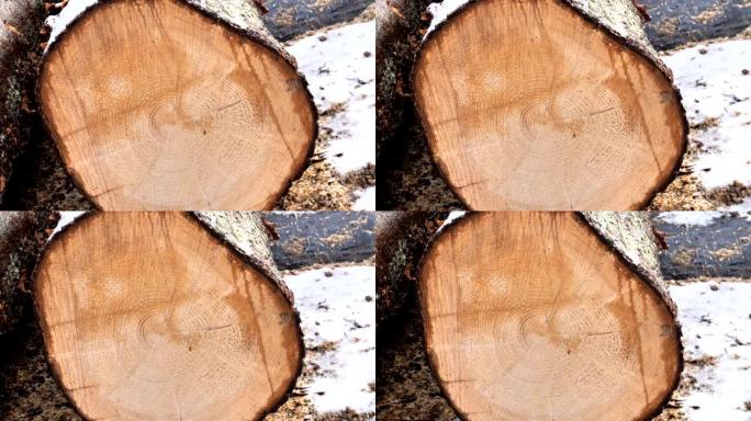 仔细观察圆木的圆形边缘