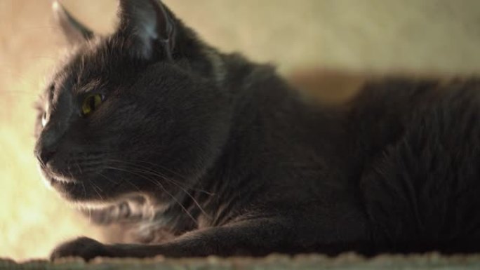 放松的灰猫躺在架子上，特写家猫的头。