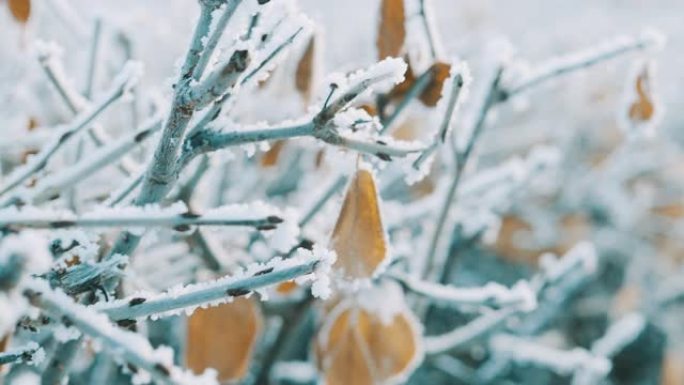 积雪下的干草