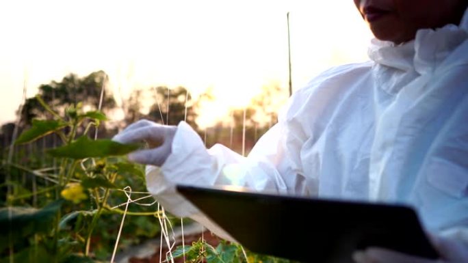 科学家们正在检查蔬菜转化过程中的污染物