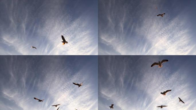 海鸥飞行的慢动作海鸥飞行