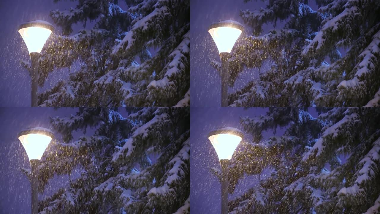 冬天在城市公园的白雪皑皑的云杉树和路灯上飘雪