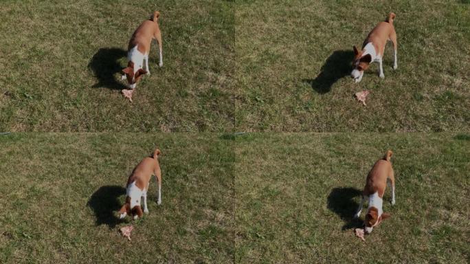 Basenji公狗站在绿色的草坪上吃一块生肉