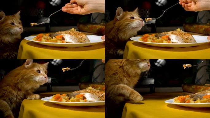 优雅的猫闻到美味的红鱼，主人拿走盘子