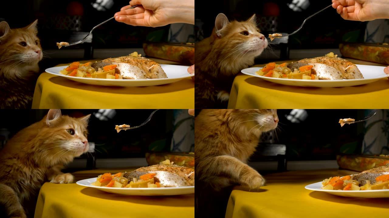 优雅的猫闻到美味的红鱼，主人拿走盘子