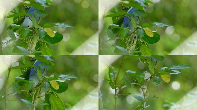 蓝灰色唐纳格的特写镜头倒立，同时以花为食