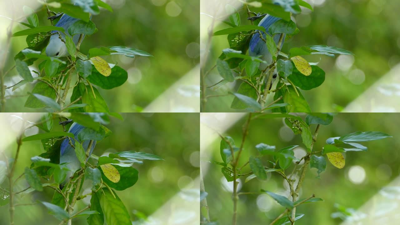 蓝灰色唐纳格的特写镜头倒立，同时以花为食