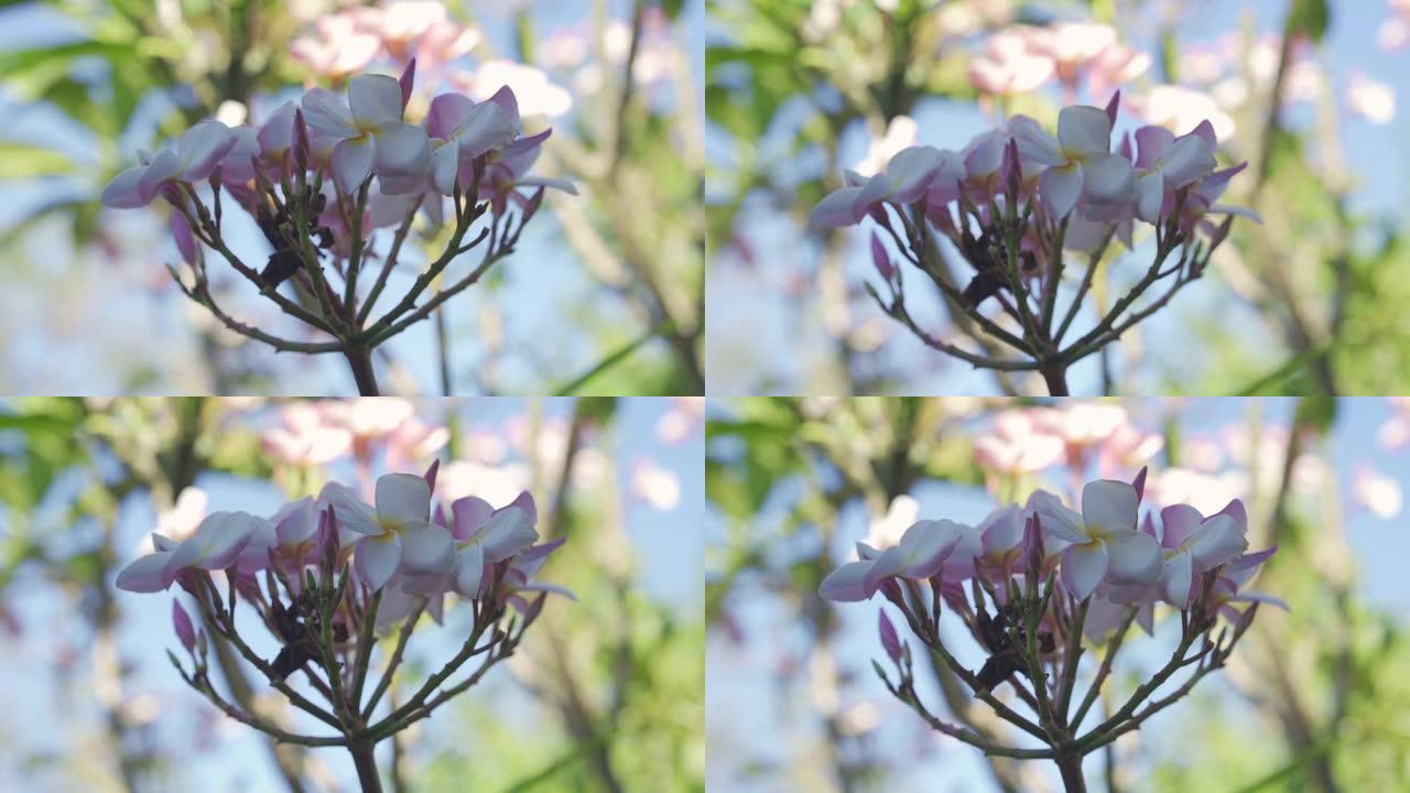 树上的鸡蛋花特写展示花朵粉花