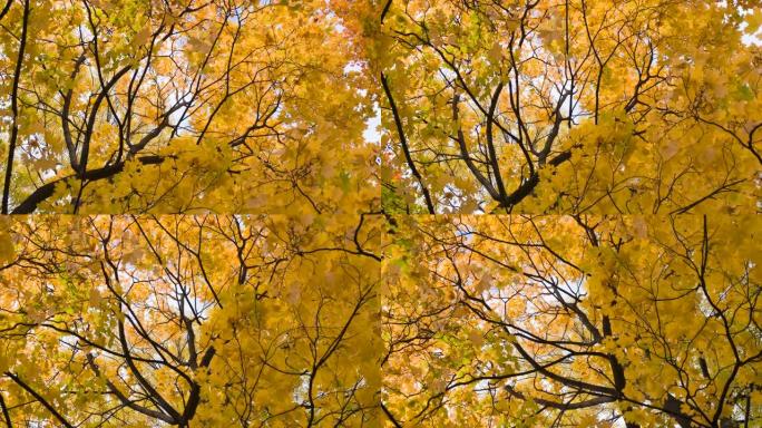 相机在秋天的枫树下旋转