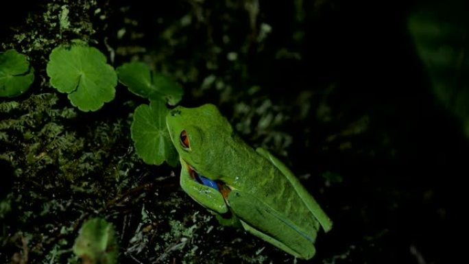 红眼树蛙，哥斯达黎加