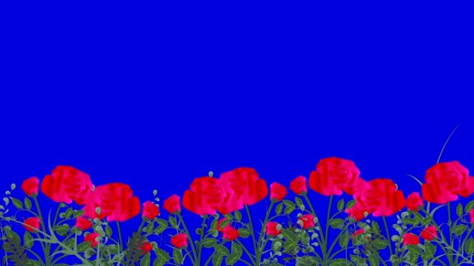 无缝玫瑰花朵图案在蓝色屏幕上随风移动