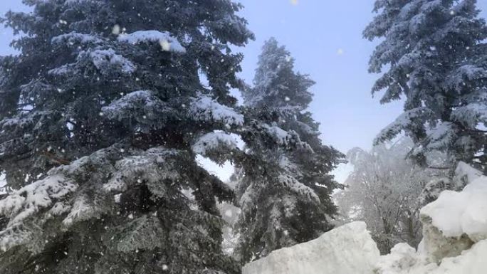 暴风雪股票视频冬季在白雪皑皑的云杉树上落下的雪