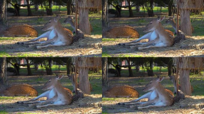 阳光明媚的日子，梅花鹿躺在绿草的树荫下。