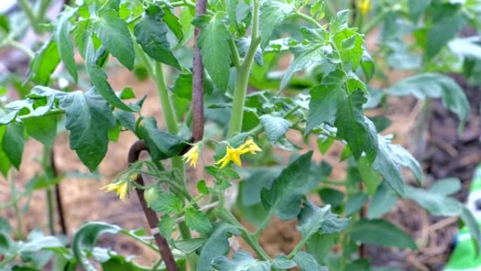 番茄植株上生长的绿色小番茄和黄色花朵，特写视图。