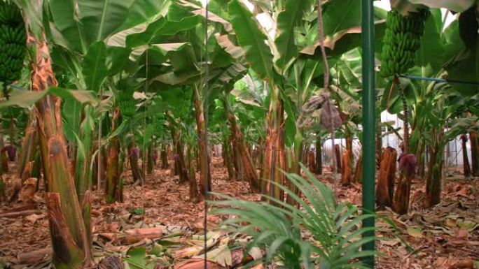 香蕉树。农场里一串香蕉挂在树上，叶子很大。西班牙加那利群岛。有机农业的概念