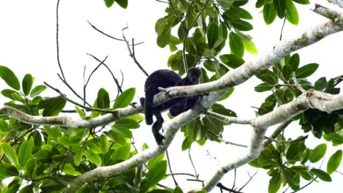 咆哮的猴子父母与婴儿栖息在树上