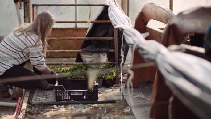 在温室里用天竺葵花工作的女园丁
