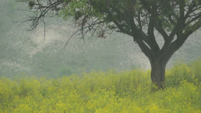 特大暴雨油菜花