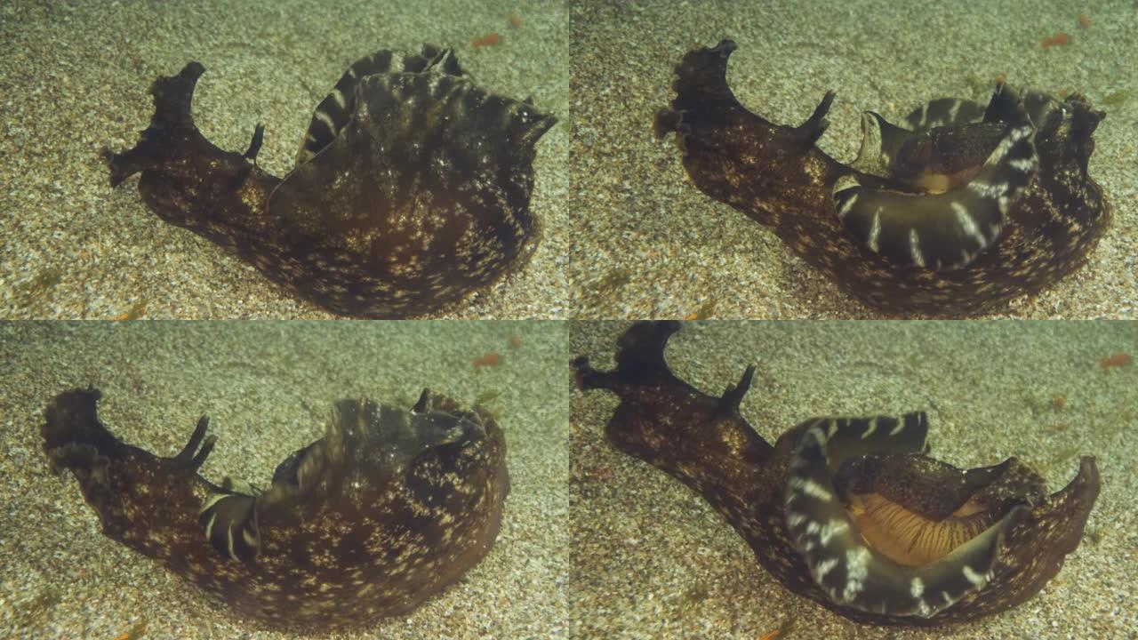 海兔在沙底慢慢爬行。裸枝或海参斑驳的海参或乌黑的海参 (Aplysia fasciata)。水下射击