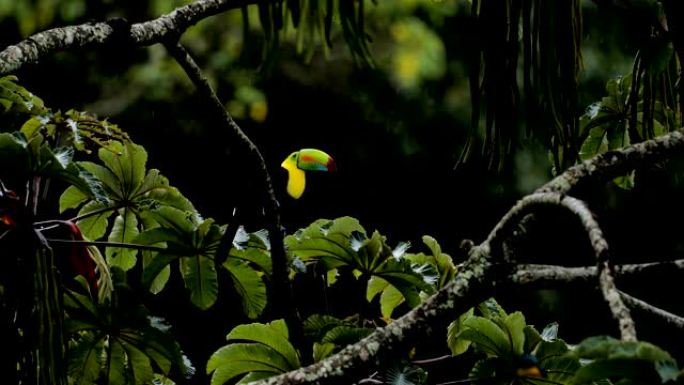 Keel-billed Toucan,哥斯达黎加