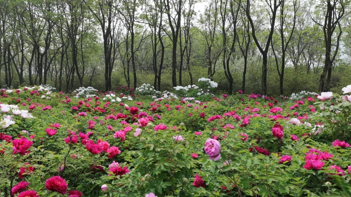 牡丹花 4K 洛阳牡丹