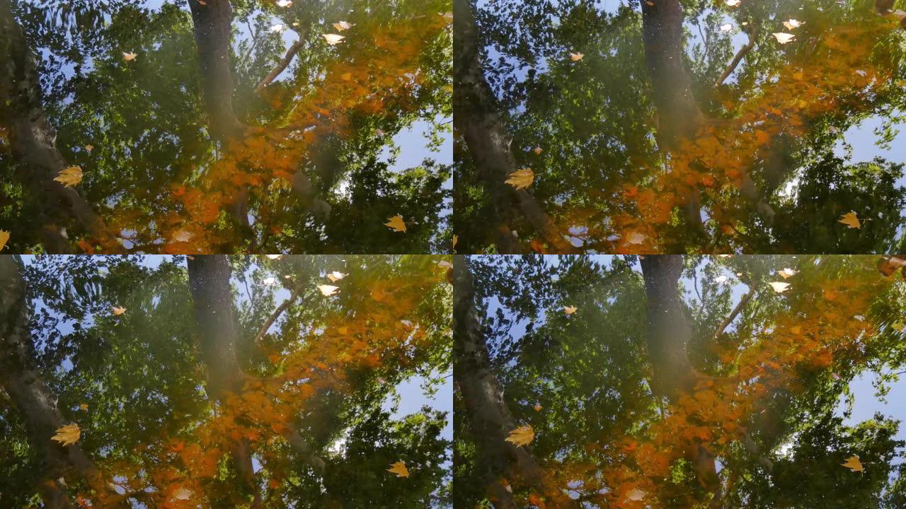 落叶在水面上的反射
