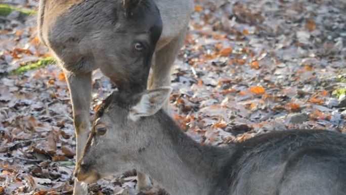 两只雌坝鹿的特写野生动物动物保护稀有动物