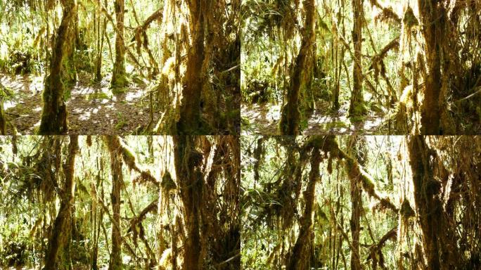 在阳光下照亮的苔藓中，被密密地覆盖的树木的缓慢倾斜拍摄