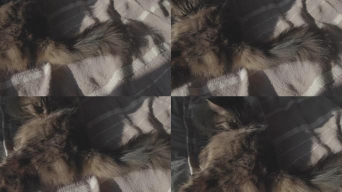 可爱的猫在床上放松和梳理